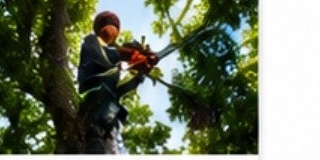 Tree Trimming